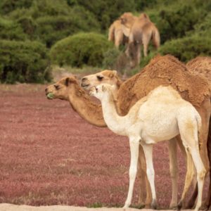 Why Limrah Camel Milk?